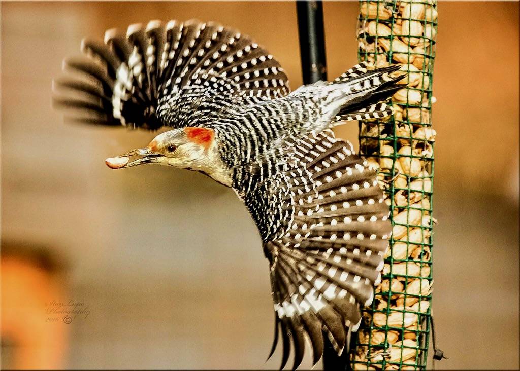 Red-bellied Woodpecker Gets His Nut by stanlupo (Thanks for 4,000,000 views) is licensed under CC BY-NC-ND 2.0.
